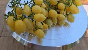 Очень мощный и вкусный черри сорт 💛 Мультифлора "Crazy Barry Cherry" (Сумасшедшая Вишня Барри) 👍