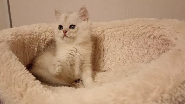 Серебро британская шиншилла котик смотреть онлайн
