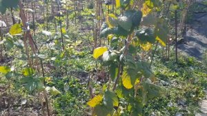 Дача ,г.Энгельс (15 октября- 2023г)