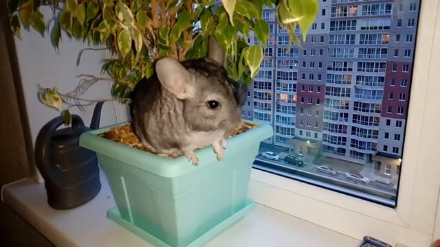 Шиншилла хулиганит. Chinchillan hooliganism.Шустрик ТВ. смотреть онлайн