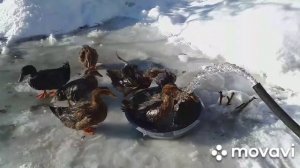 Содержание уток зимой. Водные процедуры.