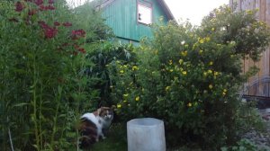 Ладога остров(3)