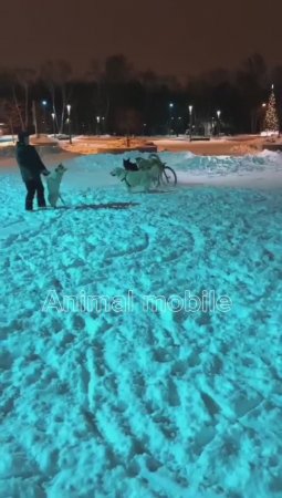 Собаки на колесах Animal mobile. Зима.
