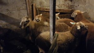 Плановая вакцинация Катумских овец, продажа баранов