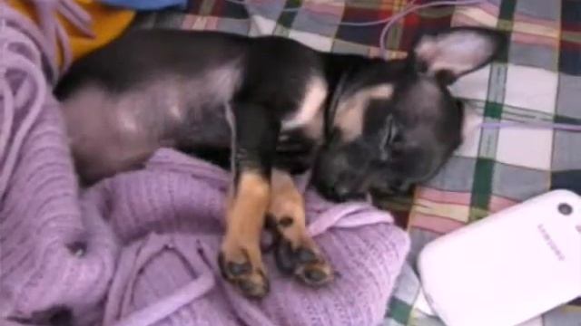 ПРИКОЛ # СОБАКА ПОЕТ смотреть онлайн