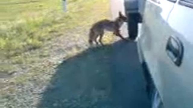 Бешеная лиса.3GP смотреть онлайн