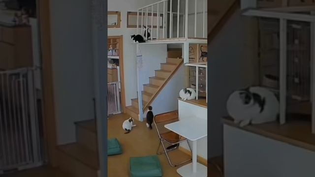 Летающий кот