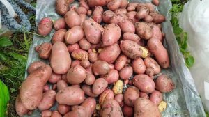 Картошка Ред Скарлет просто праздник,немного про секреты и томаты моих соседей