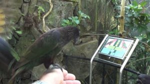 Защекотать до смерти! Парк птиц и рептилий 4ч..Бали .Индонезия.