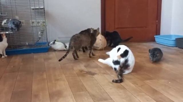Кошки и шиншиллы