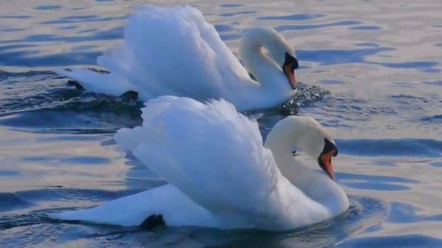 История любви смотреть онлайн