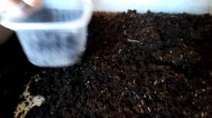 Чеченский и европейский выползки. Начало...