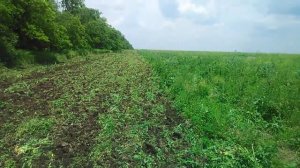 Работа дискатора Алмаз 4/4 по зарослям 1.