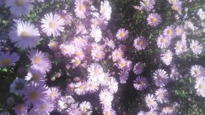 цветы  сентябрь