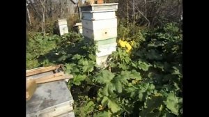 возможен ли облет маток в сентябре - октябре в Подмосковье ?