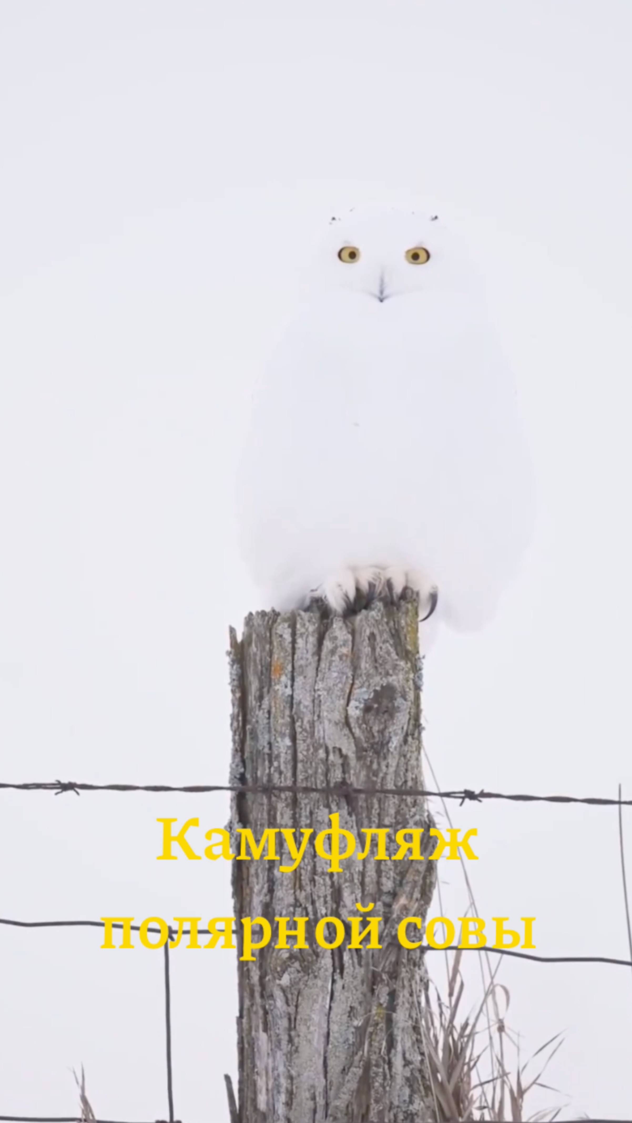 Комуфляж полярной совы