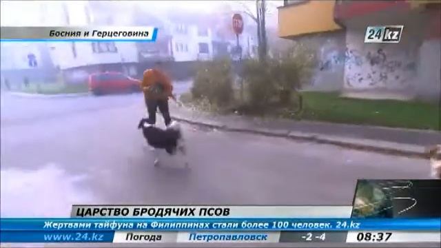 В Боснии бродячие собаки нападают на людей смотреть онлайн