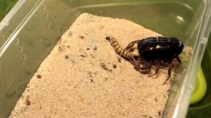 Scorpion feeding compilation. ft. Parabuthus transvaalicus.