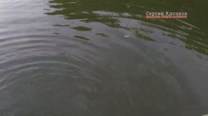 Рыбалка на спиннинг Мокша Мордовия как ловить щуку осенью