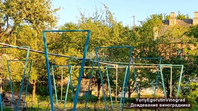 🍇 Заморозок на винограде! Что делать? Поможет ли НЕПРЕРЫВНОЕ ДОЖДЕВАНИЕ?