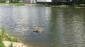 В комсомольском городском пруду поселилась большая черепаха