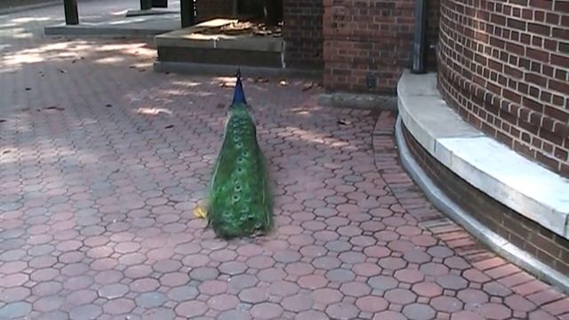 Pavo cristatus (animals sound)