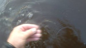 РЕКОРД!!!ДВА ЗОЛОТЫХ СИГНАЛА ЗА КОП!!!ПОДВОДНЫЙ КОП!!!НАКОПАЕМ ЗОЛОТО СЕРЕБРО С NOKTA MAKRO LEGEND.