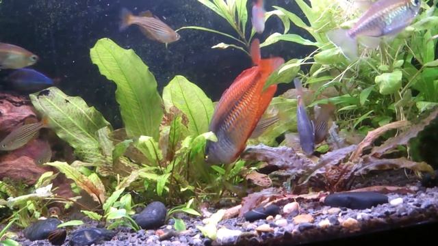 Rainbowfish.mp4 смотреть онлайн