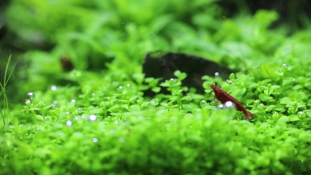 Iwagumi aquascape: just relax смотреть онлайн