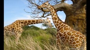 Жерафы часть  10