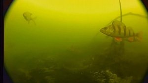 Подводная съёмка на камеру FISHING HERO V3.0
