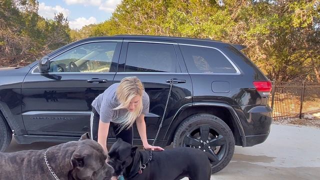 Beautiful Black Female CANE CORSO Gets a Bath!! смотреть онлайн