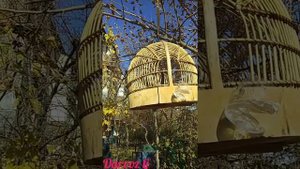 Кабки Душанбе. Горная Куропатка (Кеклик) в Таджикистане. Keklik