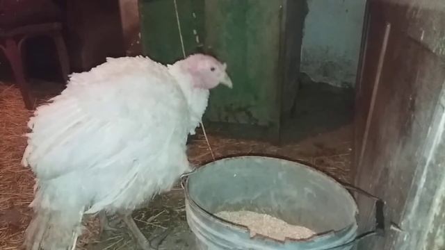 Индюшонок- сирота / turkey an orphan смотреть онлайн