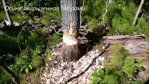 н. п. Лесозаводский.