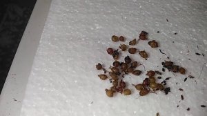 "Правильные" и "неправильные" коконы и "не в коня корм"...