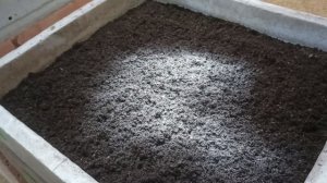 Когда начинать подкормку ювенилов?