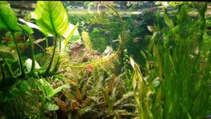 💥Nymphaea Micrantha #水族館 #Аквариум #Неон #Нимфея микранта #Aquarium