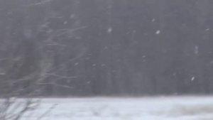 Загонная охота на косулю. Сезон 2020!