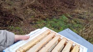 Зимовка матки в нуклеусе