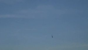 Align T rex 450L Dominator 6S 3D Flight | Jurij Kulikov