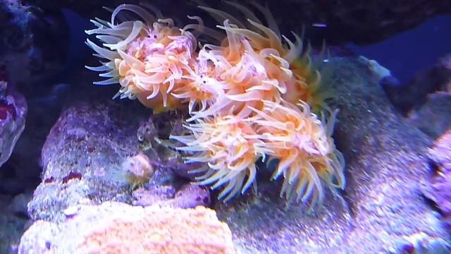 Dendrophyllia Dendro Coral Feeding