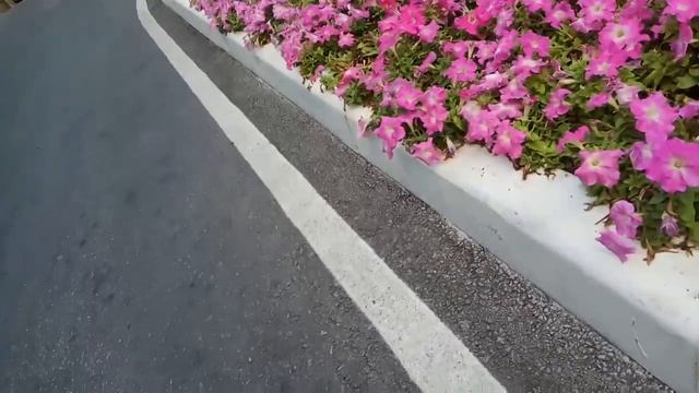 Павлины на свободном выгуле смотреть онлайн