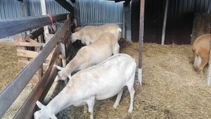 Возможно ли купить ярок и маток в Катумах?