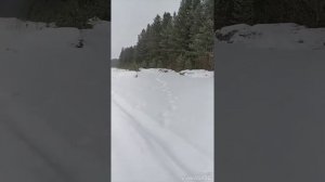 Леля 2.0 на 100 метров