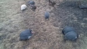 Куры и цесарки на выгуле.