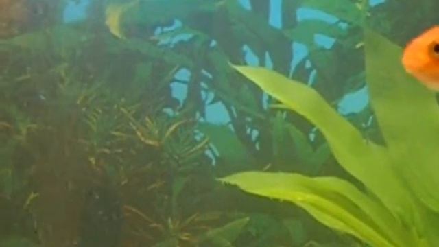 Не існує Золотої рибки смотреть онлайн