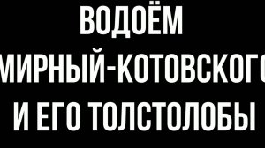 Водоёмы Донбасса: Фильм 9 - водоём "Мирный-Котовского" 2019г. и его Толстолобы