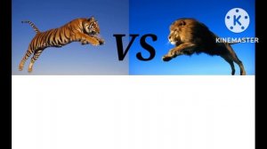 ТИГР VS ЛЕВ