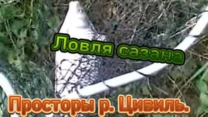 Ловля сазана на Цивиле.